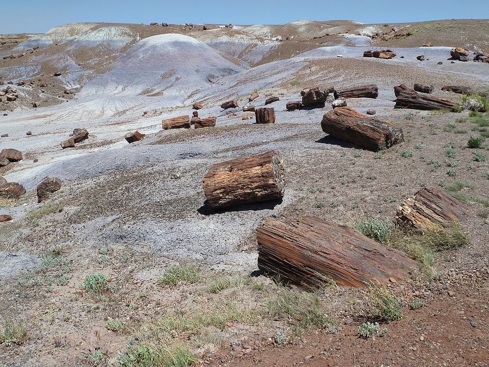 Where to find petrified wood
