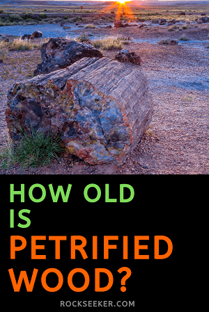 how old petrified wood is