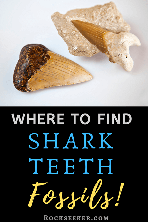 where to hunt of shark teeth fossils