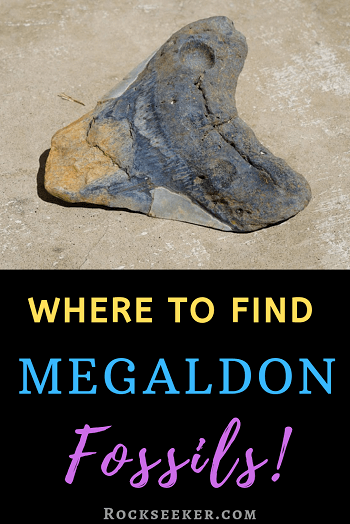 megalodon teeth fossil