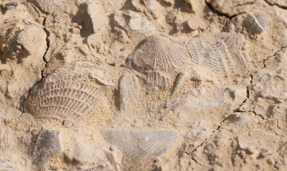 fossils of marine invertebrates in oregon