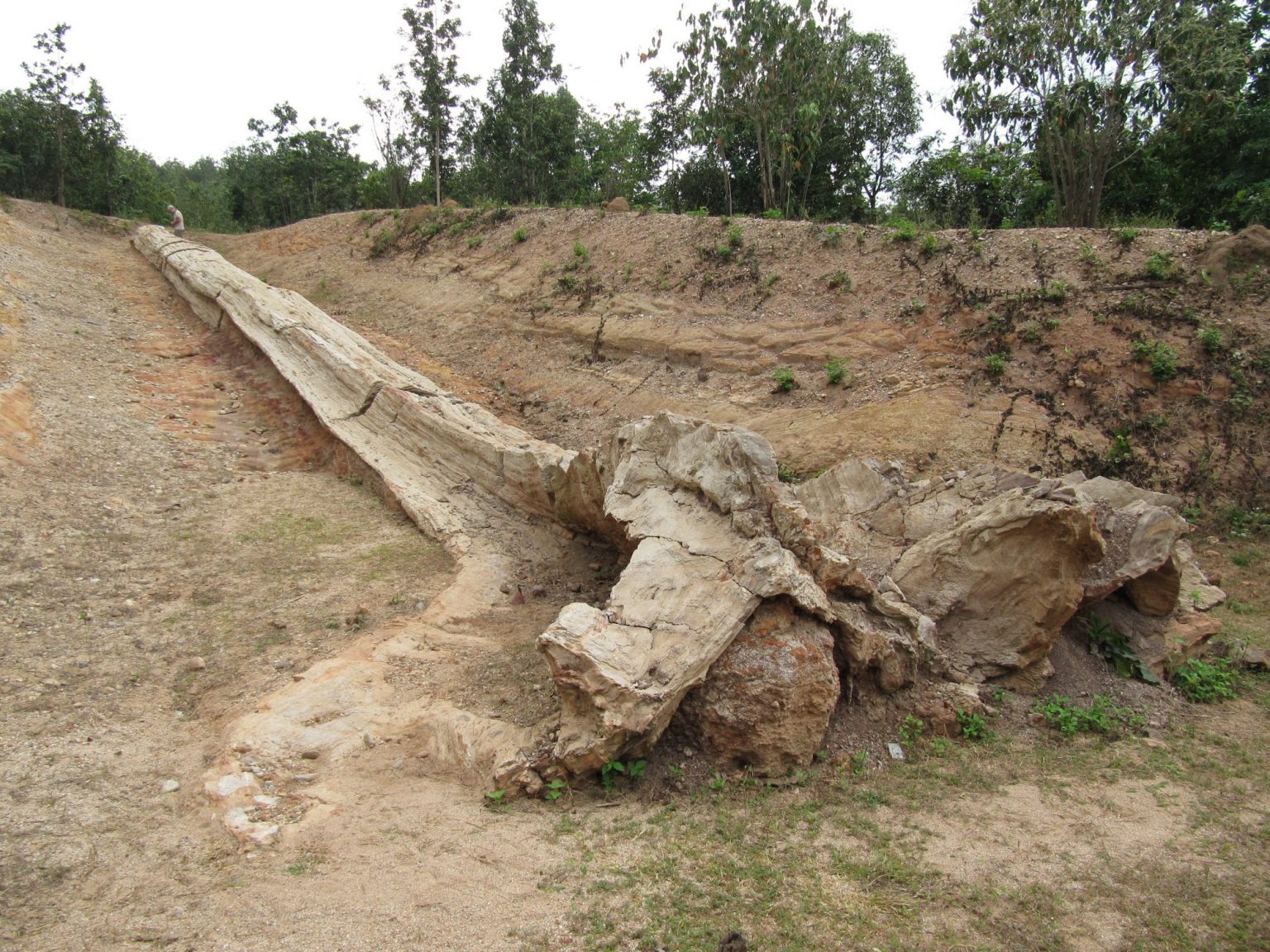petrified stump ziemia drzewa rockseeker