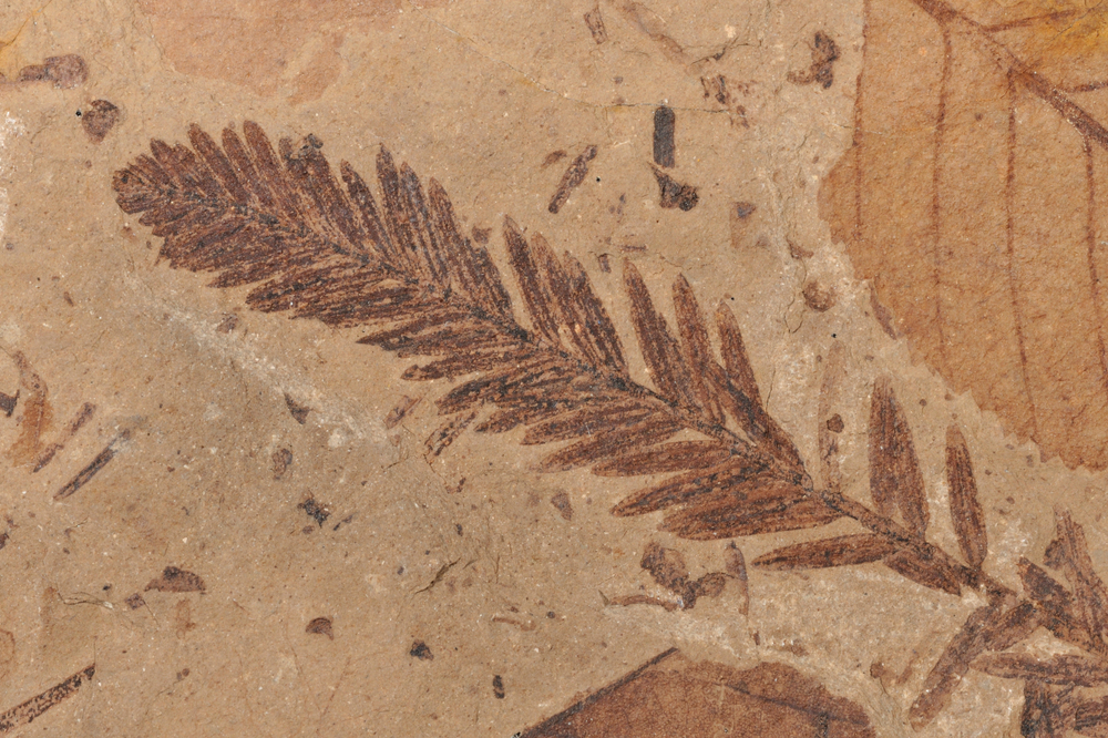 ancient leaf fossils in oregon