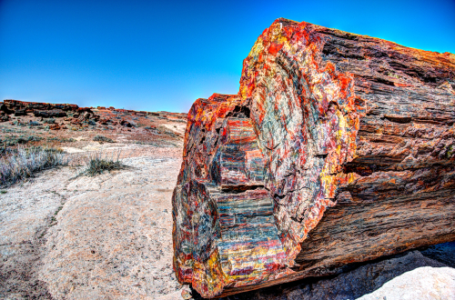 what is petrified wood