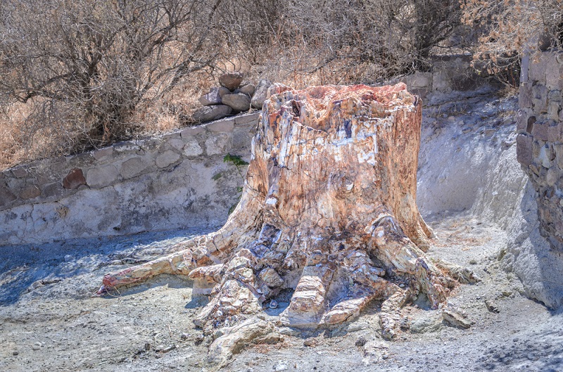 lesbos greece petrified forest