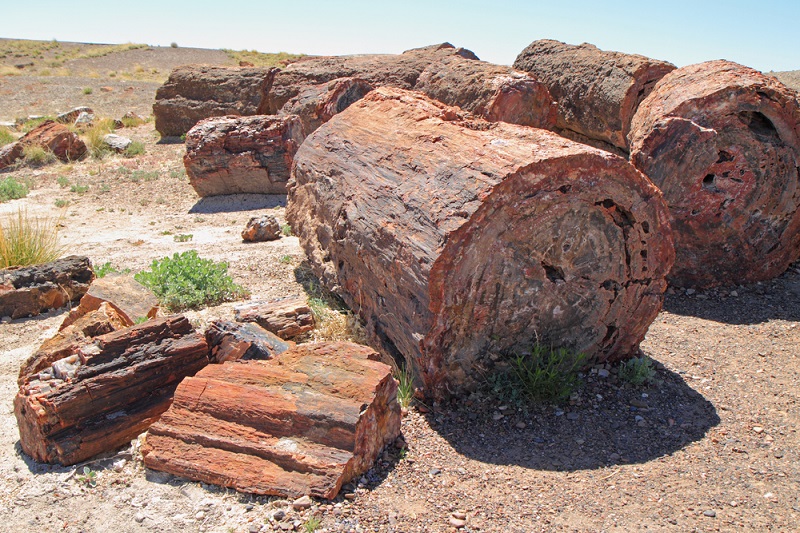 værdi krøllet Mart How Old Is Petrified Wood? (An Answer With Examples!) - Rock Seeker