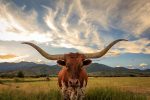 long horn bull in texas