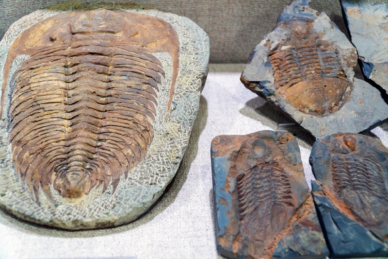 when did trilobites become extinct