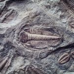 where to find trilobite fossils in utah