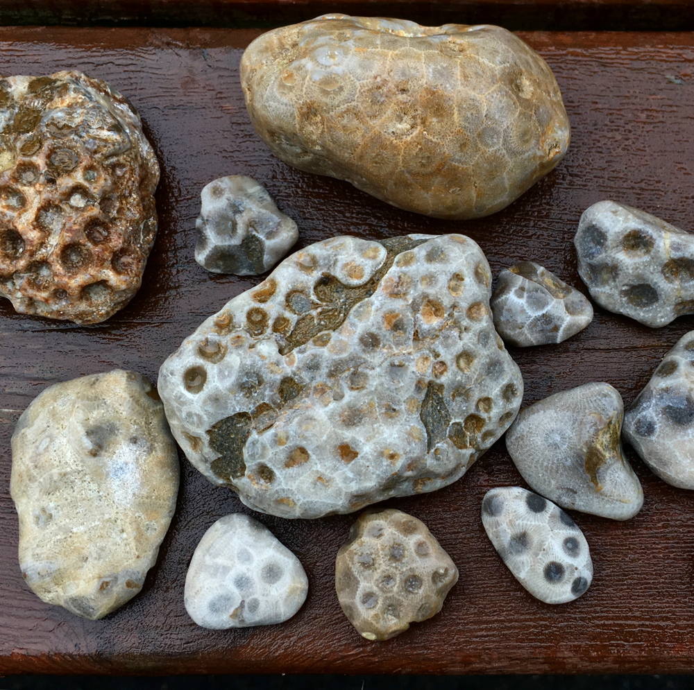 petoskey stones