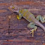 lizard on petrified wood in arizona