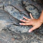 persons hand inside a dinosaur footprint fossil