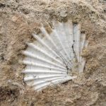step by step guide how to clean sea shell fossils
