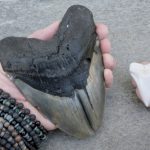 where to find megalodon teeth in south carolina