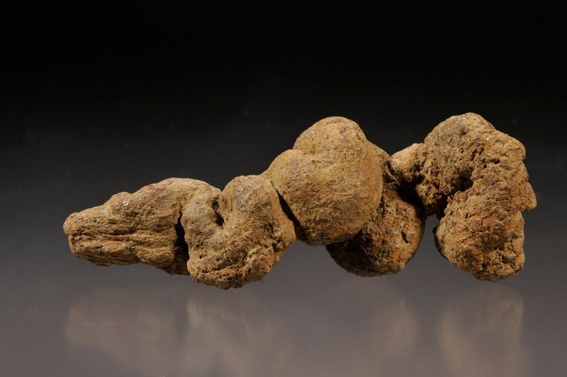how to identify coprolite dinosaur poop fossil by shape
