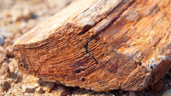 where to find petrified wood in texas