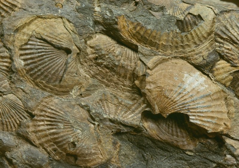 Brachiopod fossils in ohio