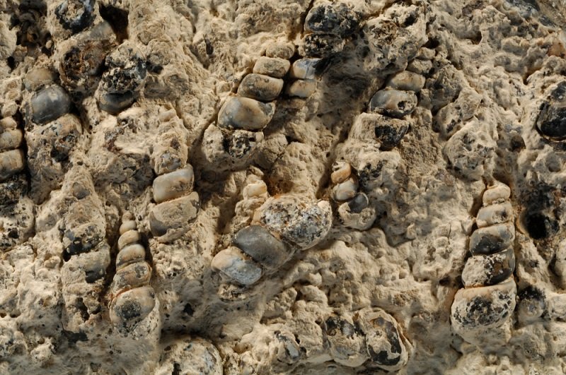 Gastropod fossils in ohio