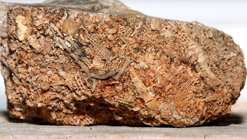 bryozoan fossils found in ohio