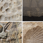 fossils found in ohio