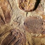 tirlobite fossil in ohio