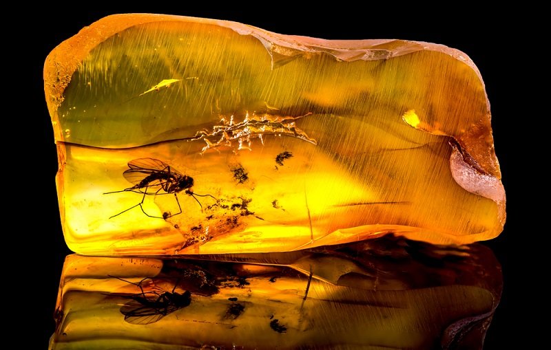 natural amber with insect inclusion
