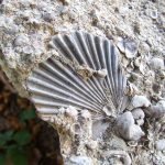 where to find fossils in texas