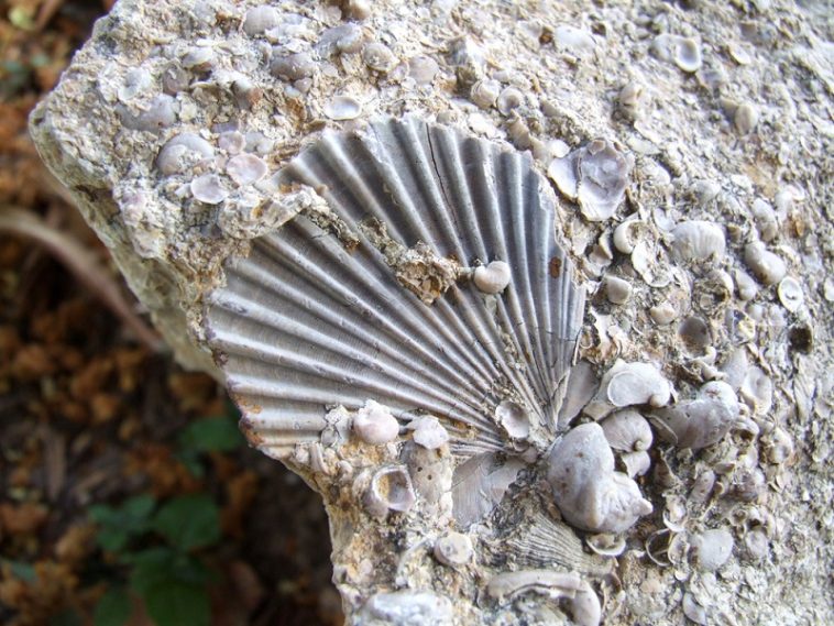 where to find fossils in texas