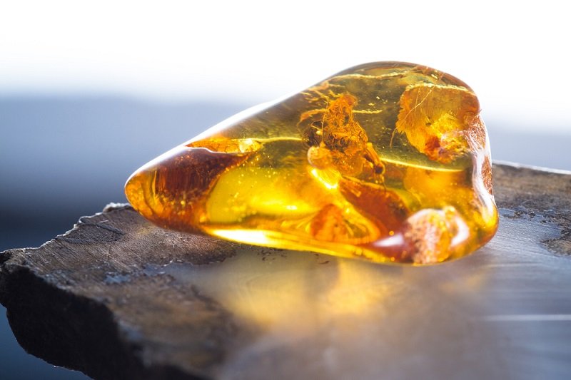 polished amber with insect inclusion
