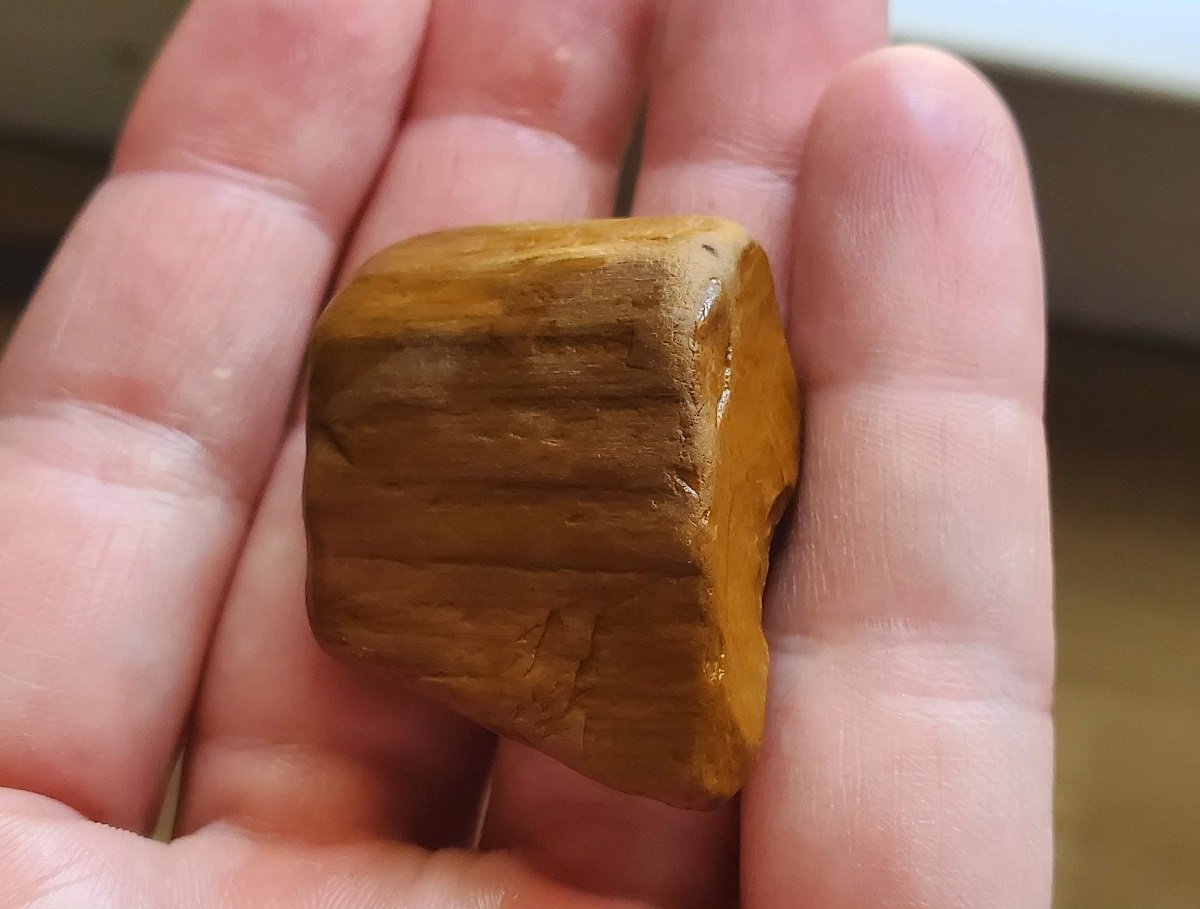 petrified wood found in oregon
