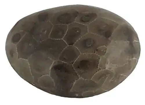 Petoskey Stone - Polished