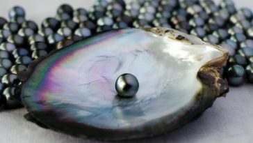 beautiful single black pearl in oyster shell