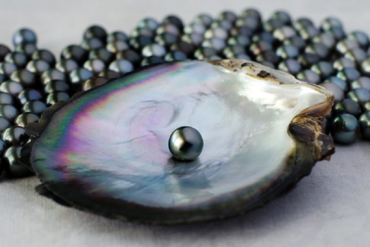 beautiful single black pearl in oyster shell
