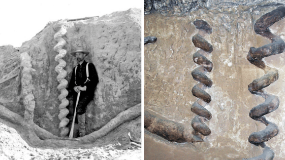 Devil’s Corkscrews fossils nebraska