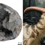 dinosaur egg fossil discovery