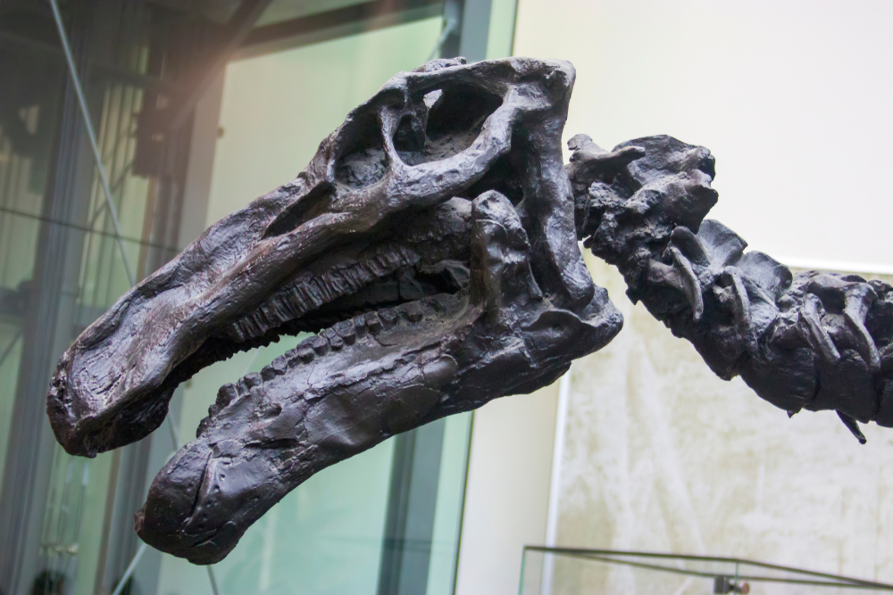  Iguanodon fossil