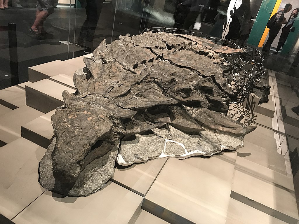 Nodosaur Fossil 