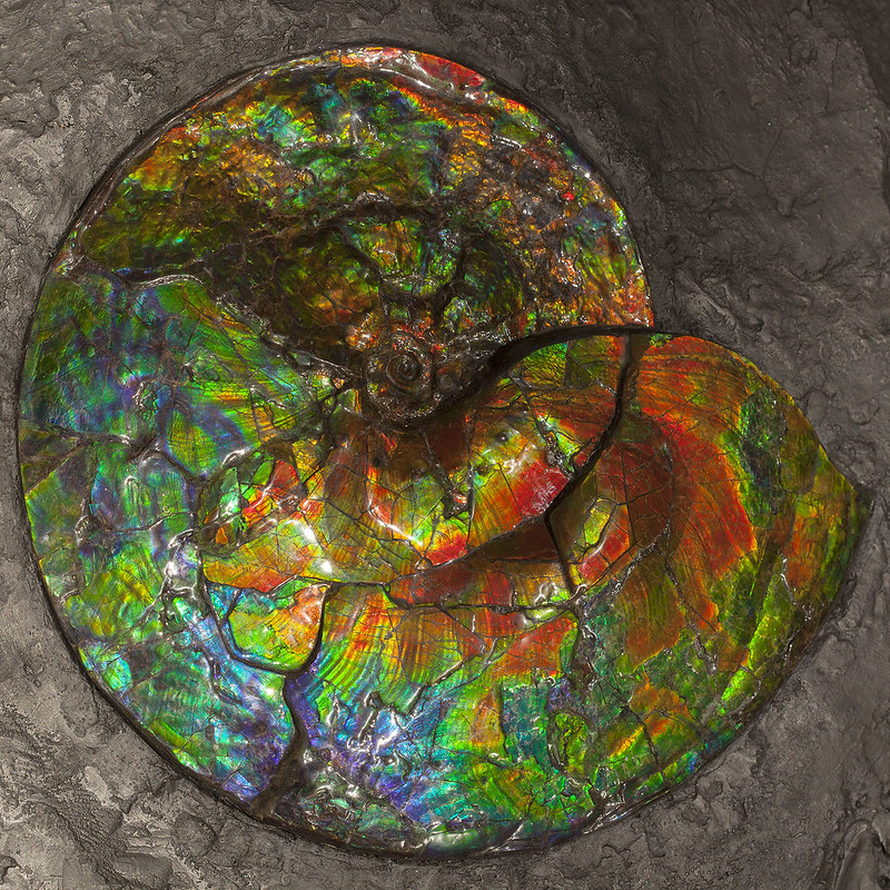 ammonite ammolite fossil