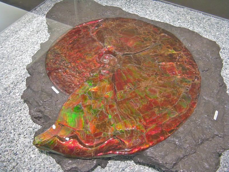 large ammolite 