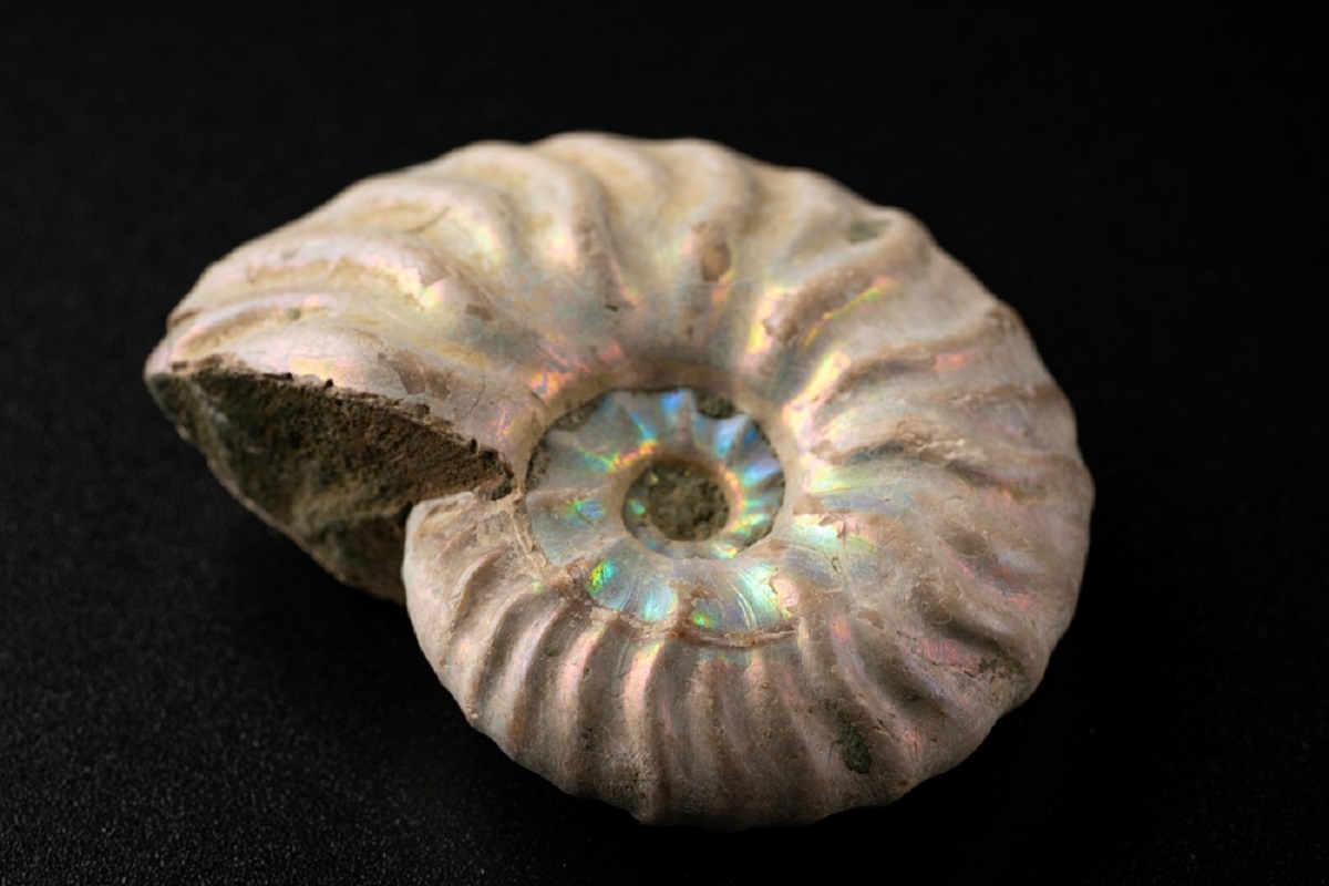 What Are Ammonite Fossils A Brief Overview Of The Intriguing World Of