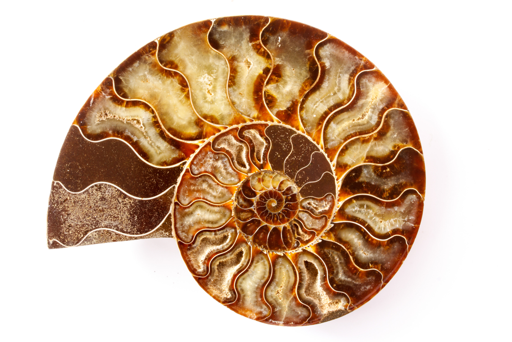 ammonite fossil 