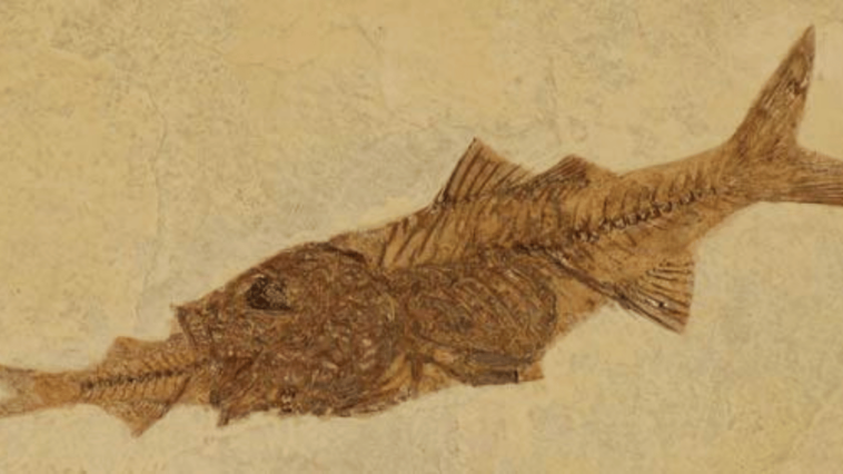 fossil of fish eating other fish