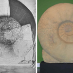 largest ammonite fossil found