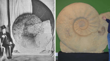largest ammonite fossil found