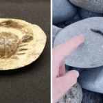 rocks with fossils