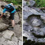 fernie ammonite fossil