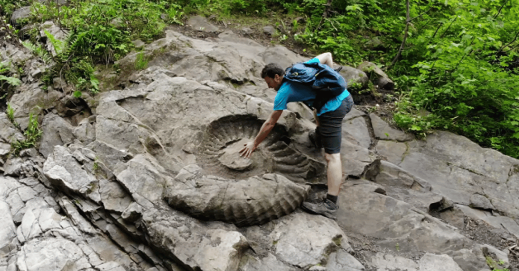 giant truck tire fossil fernie ammonite