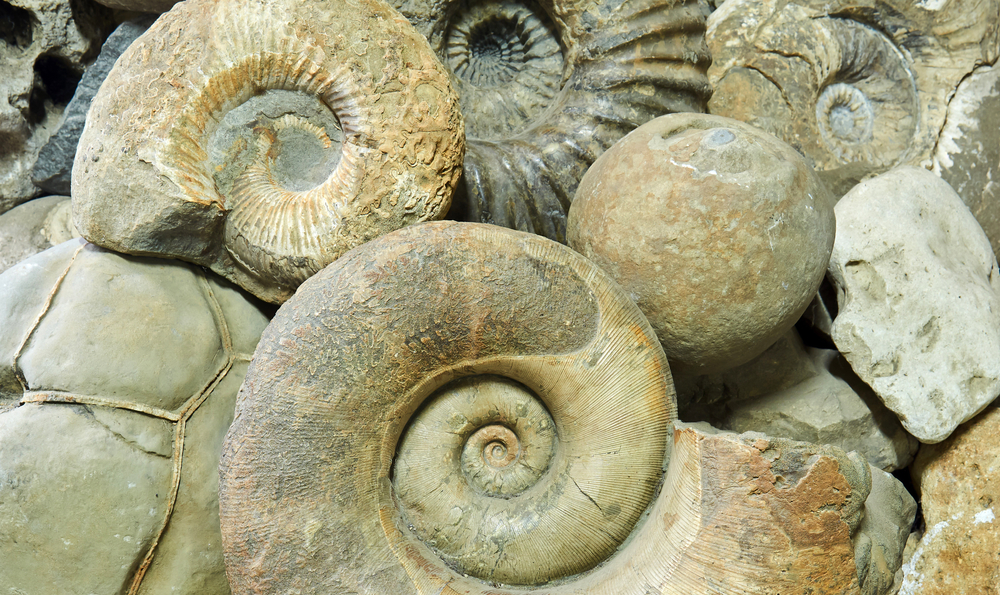 different types of ammonite fossils