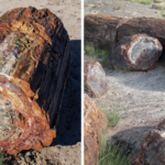 why petrified logs look cut