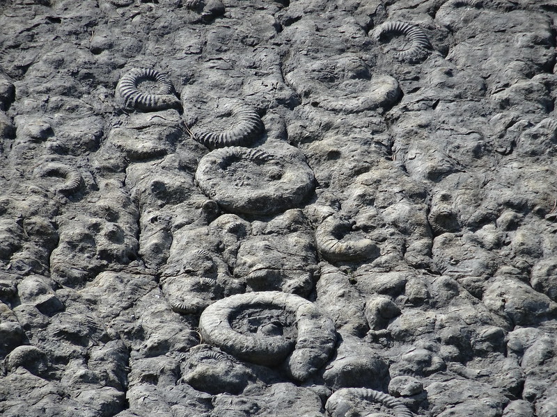 The Ammonite slab
